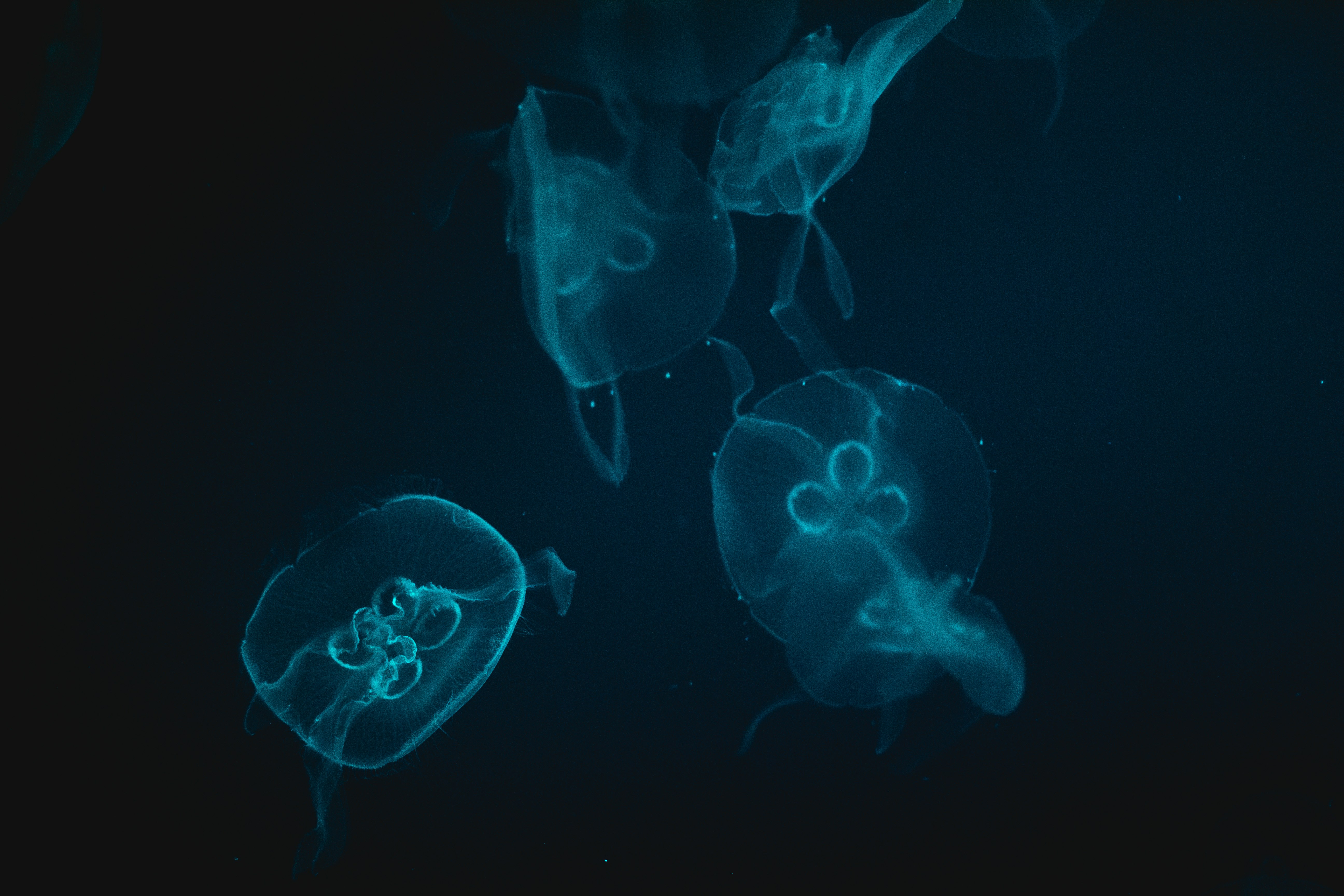 gray jellyfish